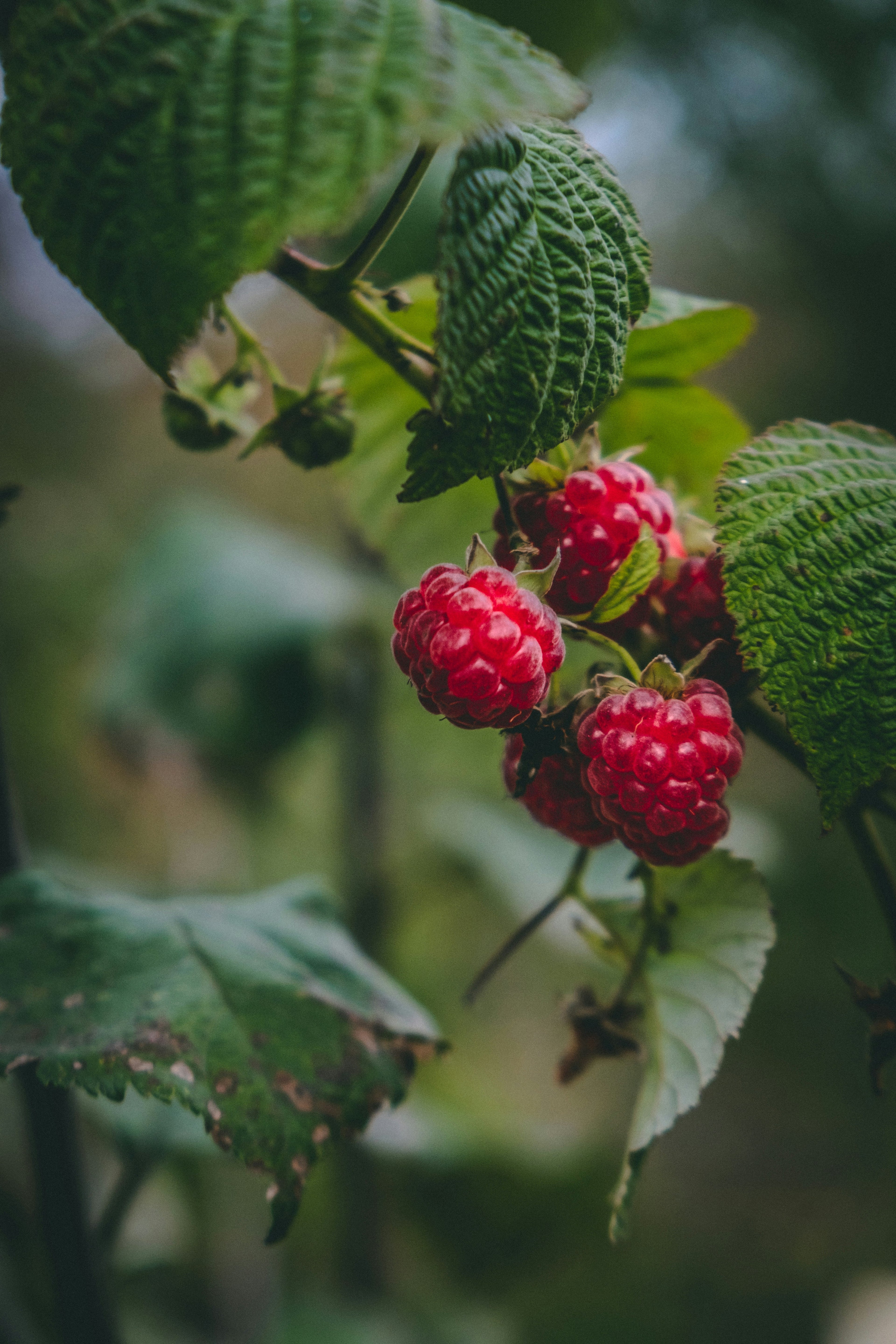 Our Harvest Calendar