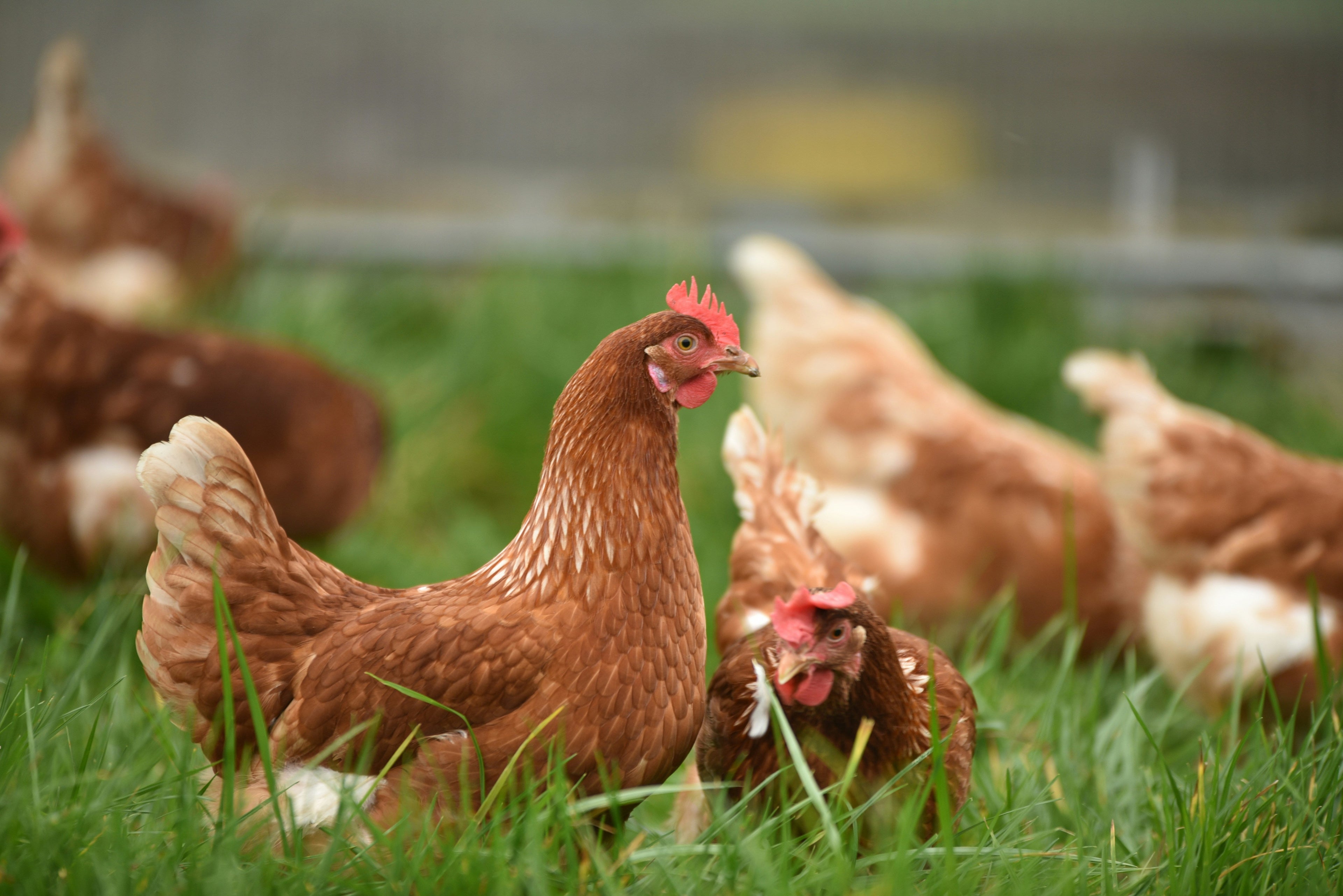 Should you get chickens in 2023?