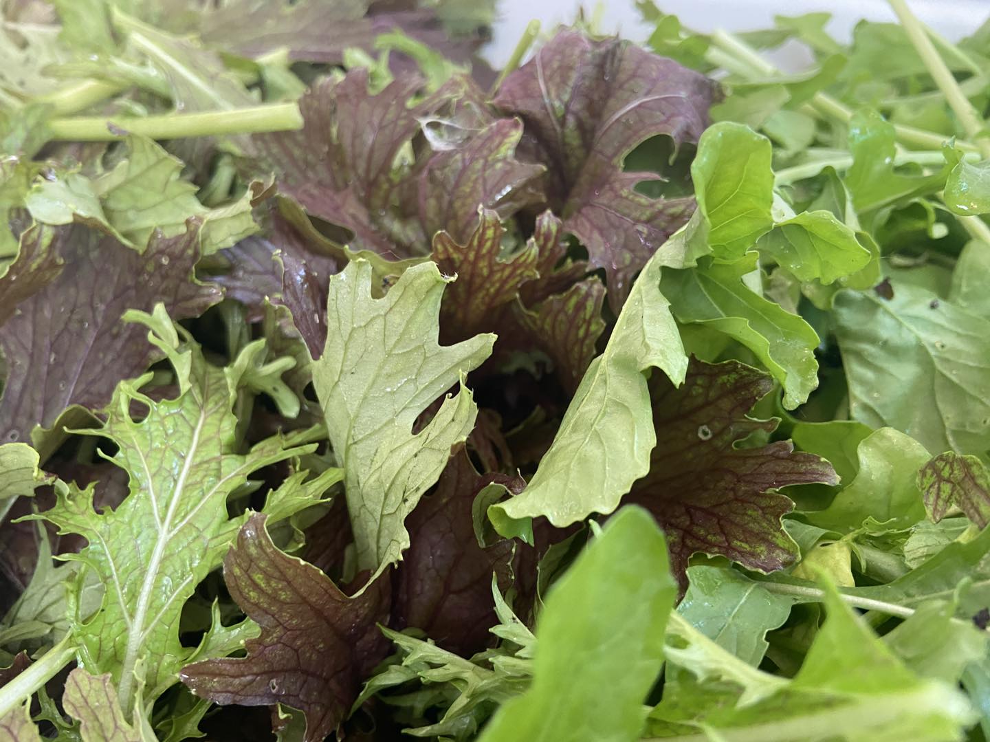 Mustard Greens