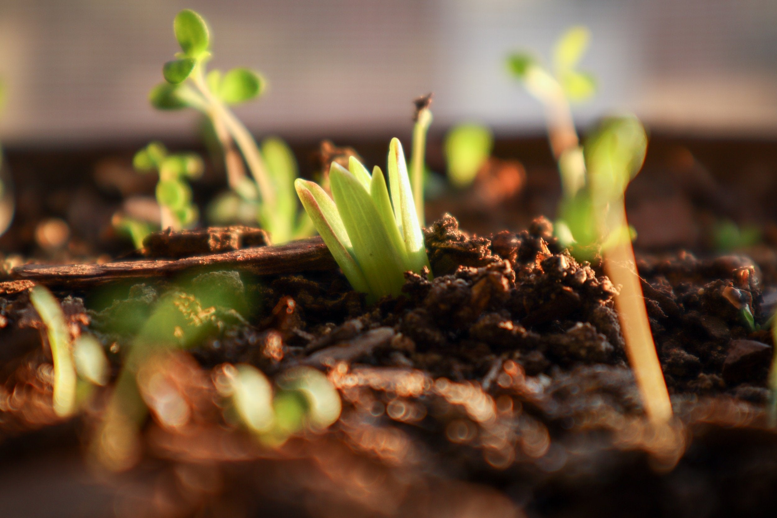 Young seedlings emerging from soil with a warm glow
