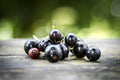 Sample: Black Currants
