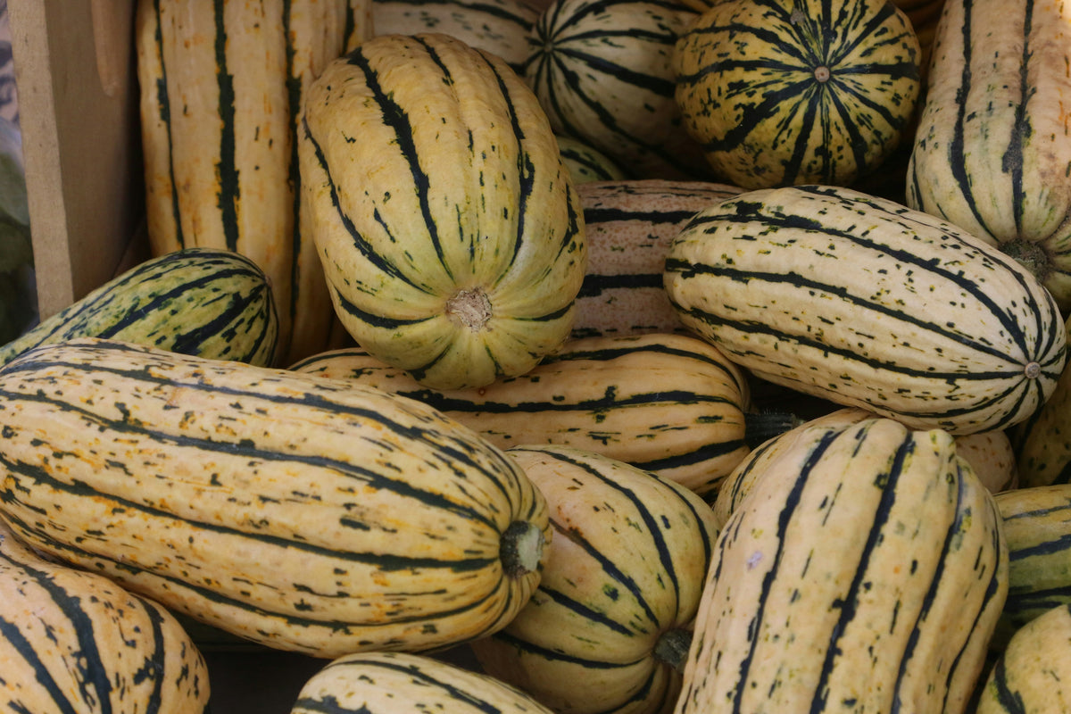 Winter Squash