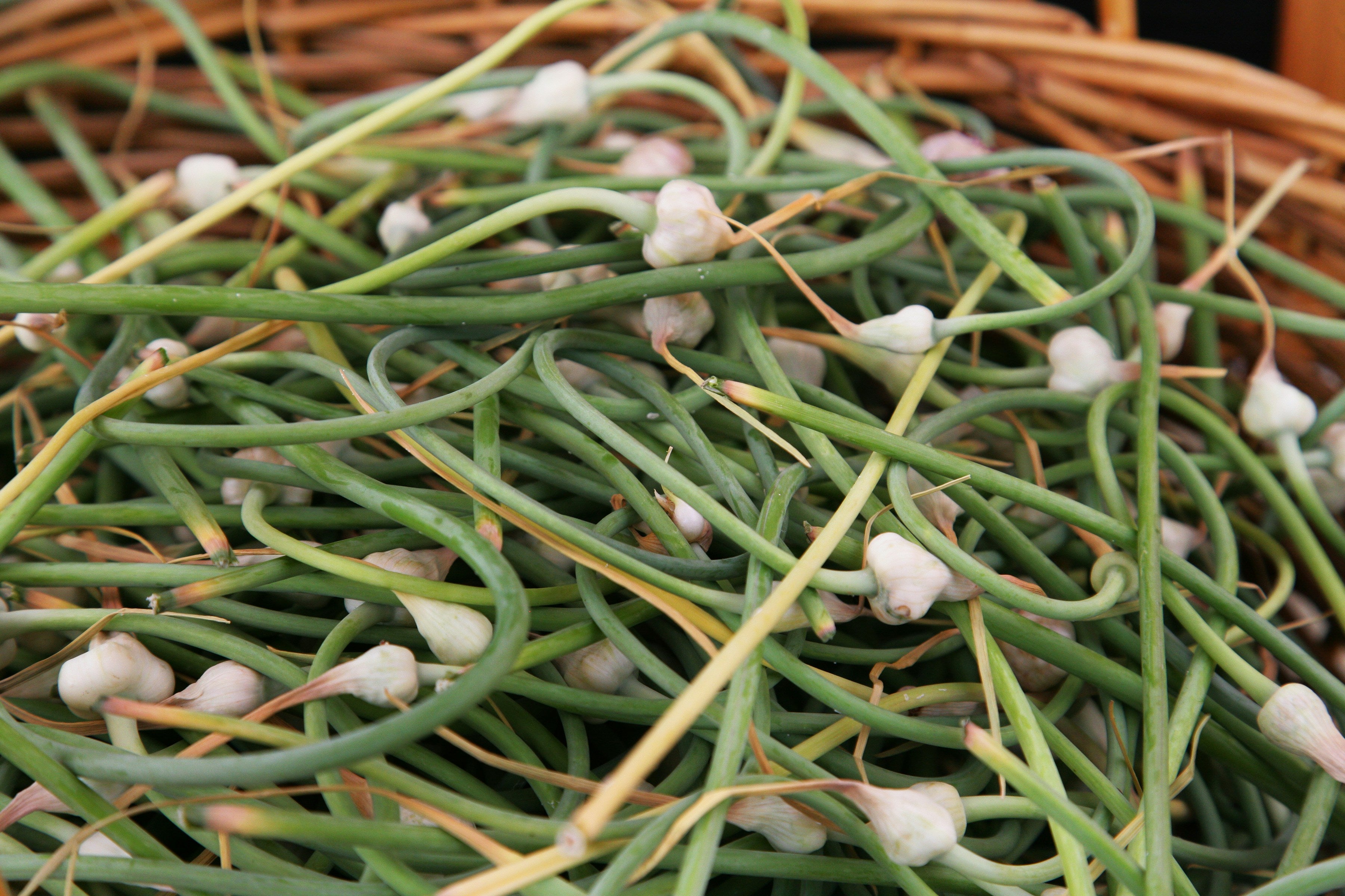 Garlic Scapes
