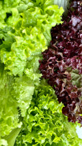 Salad Mix