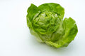 Romaine Lettuce