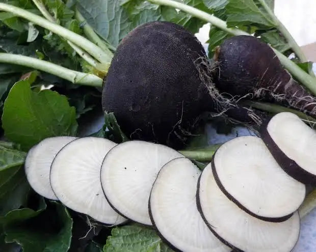 Guest Product: Black Spanish Radishes