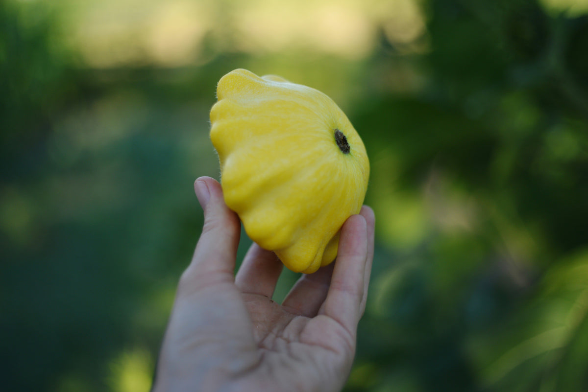 Zucchini: Patty Pan Squash