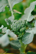 Broccoli Leaves