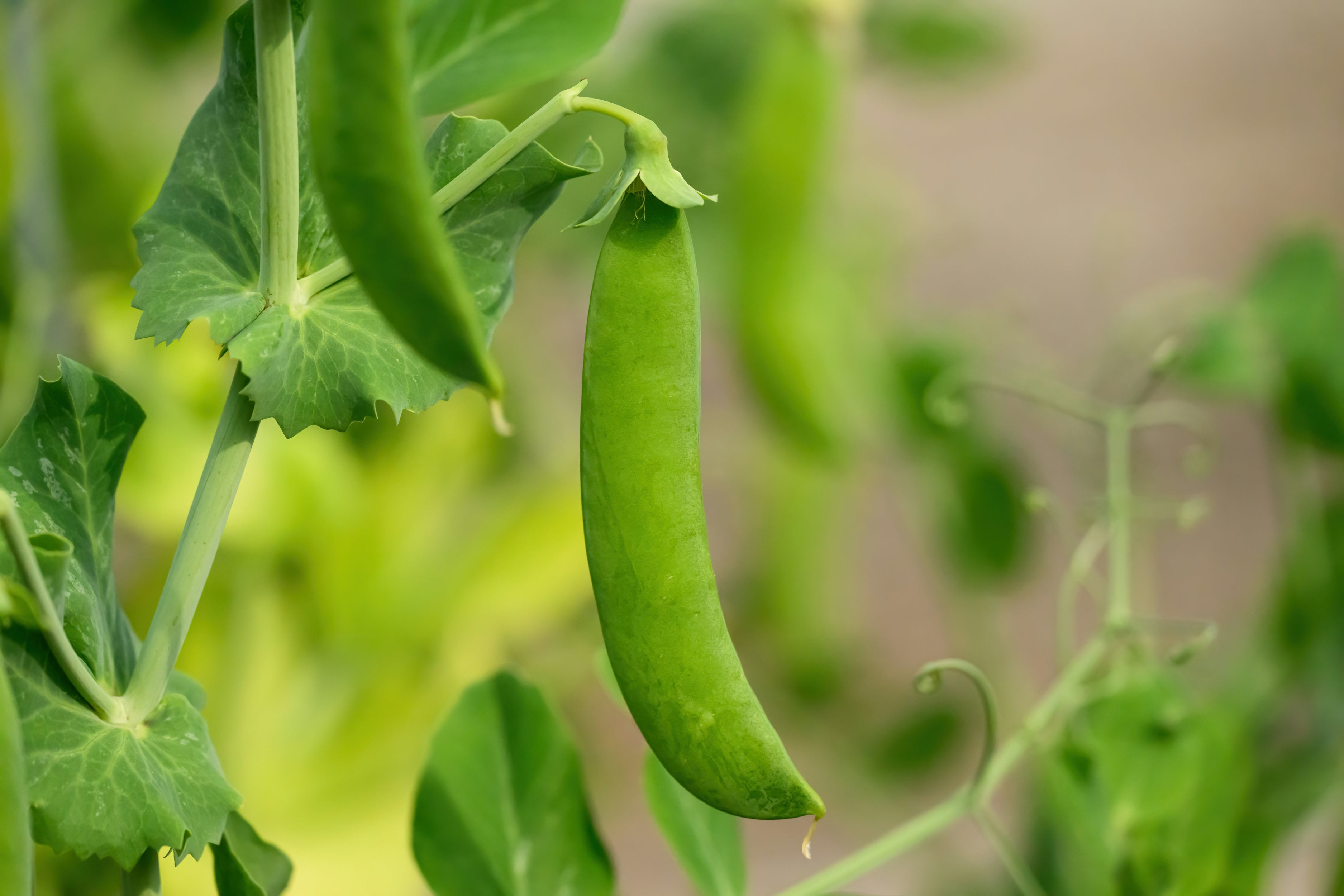 Peas