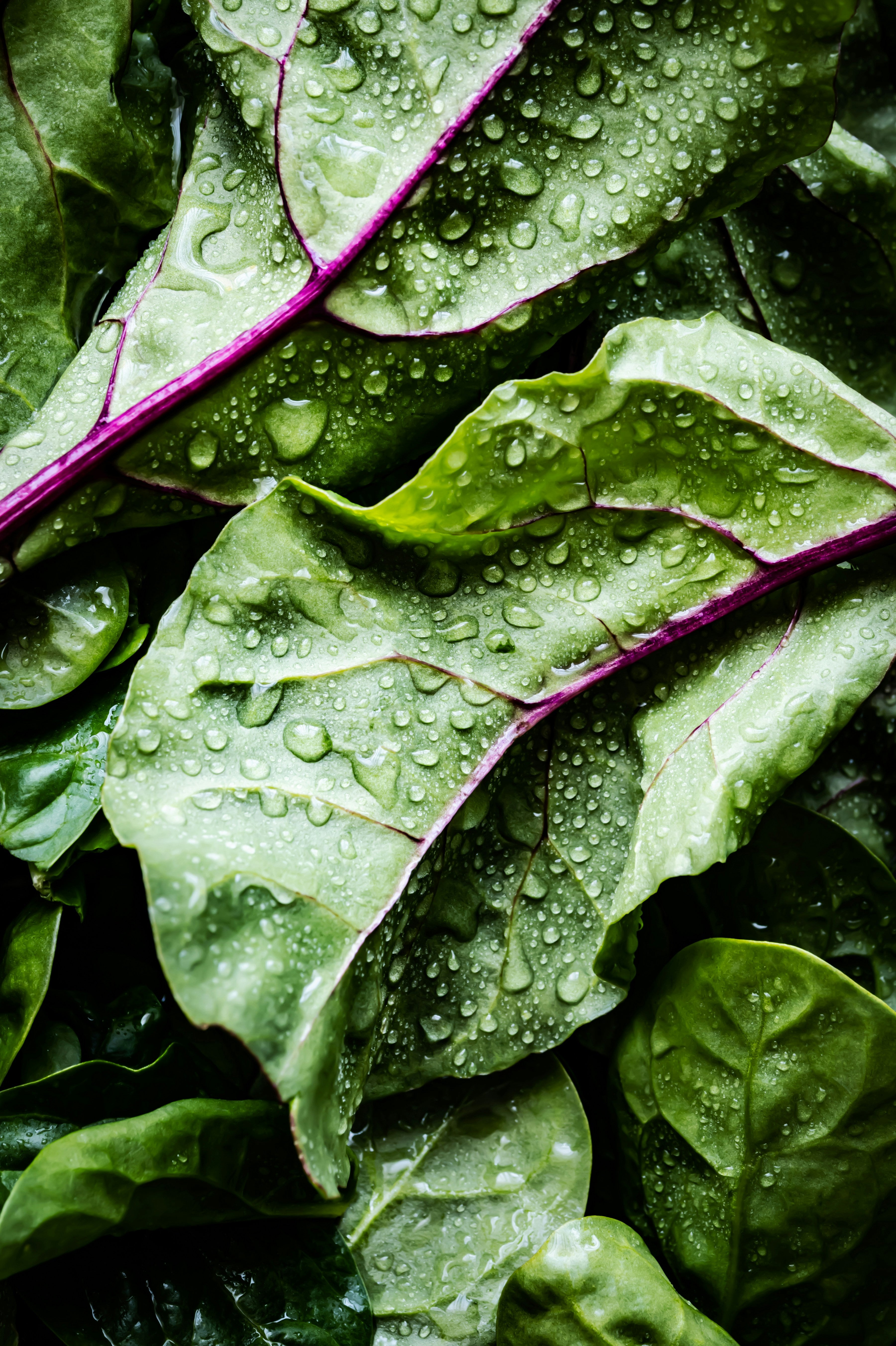 Beet Greens