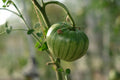 Green Tomatoes