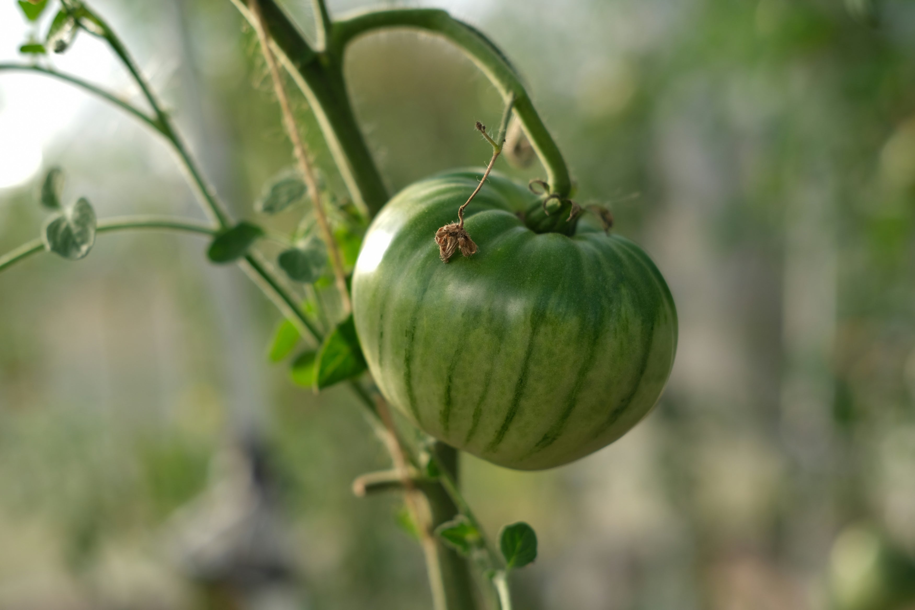 Green Tomatoes