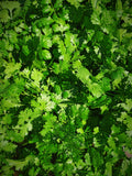 Fresh Herbs: Please Select One