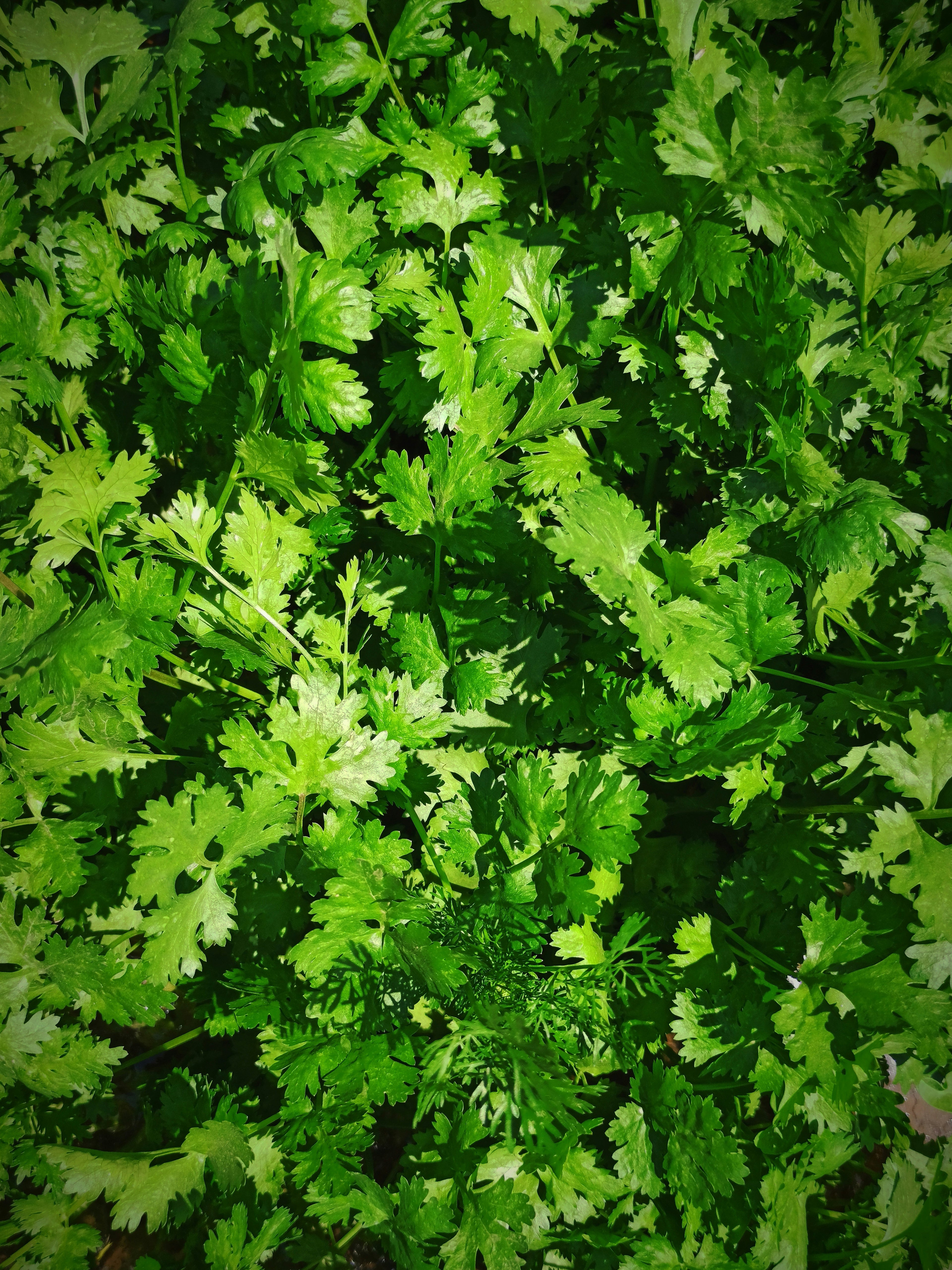 Fresh Herbs: Please Select One