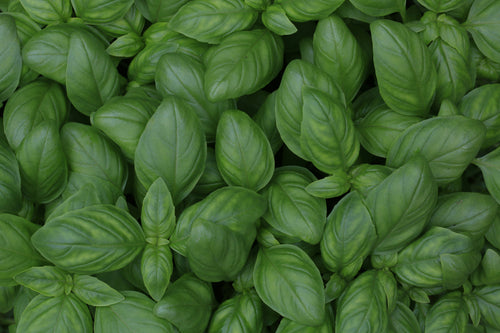 Fresh Herbs: Please Select One