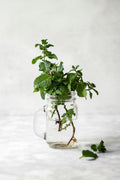 Chocolate Mint