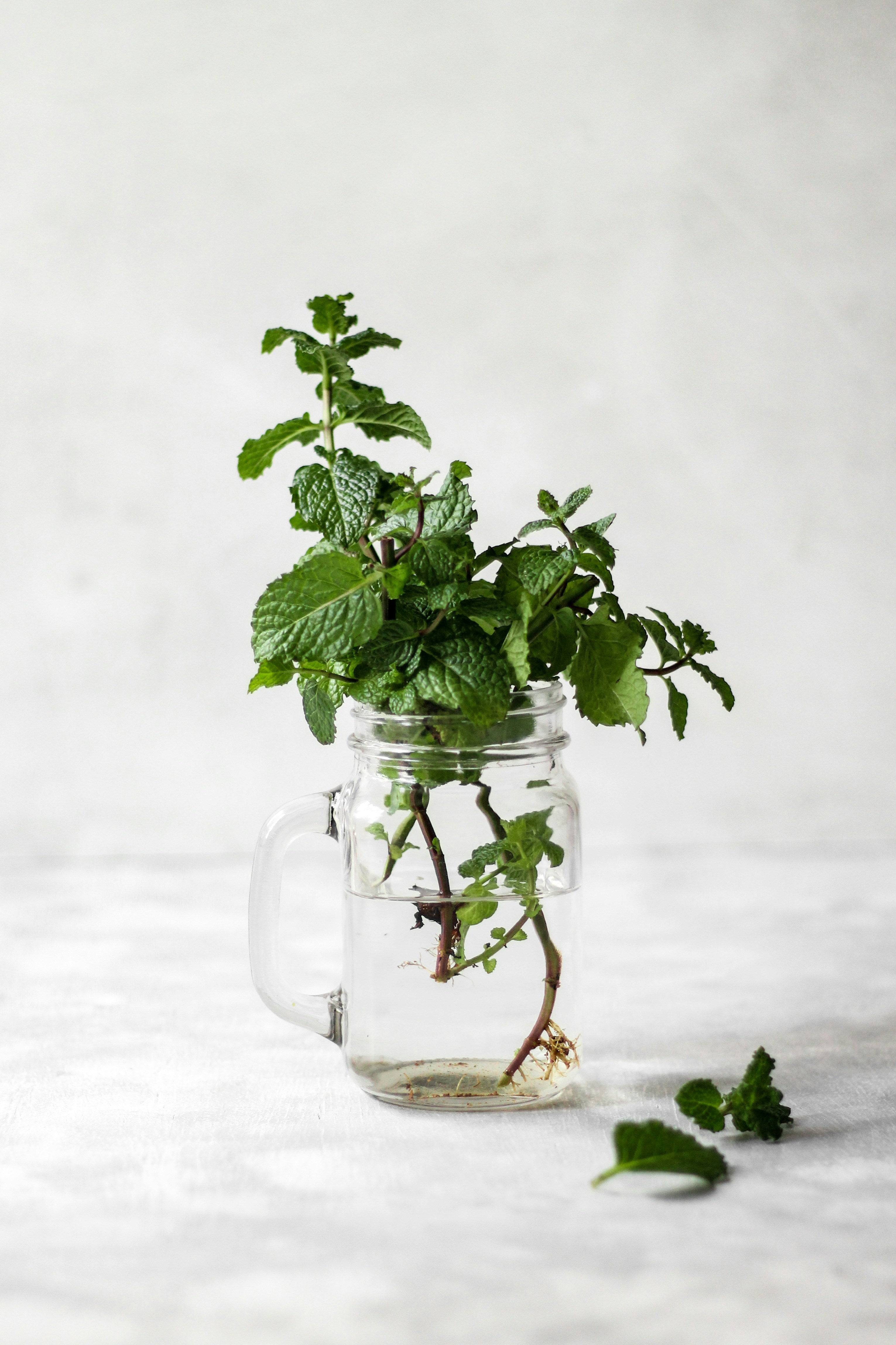 Chocolate Mint