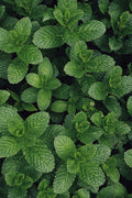 Fresh Herbs: Please Select One