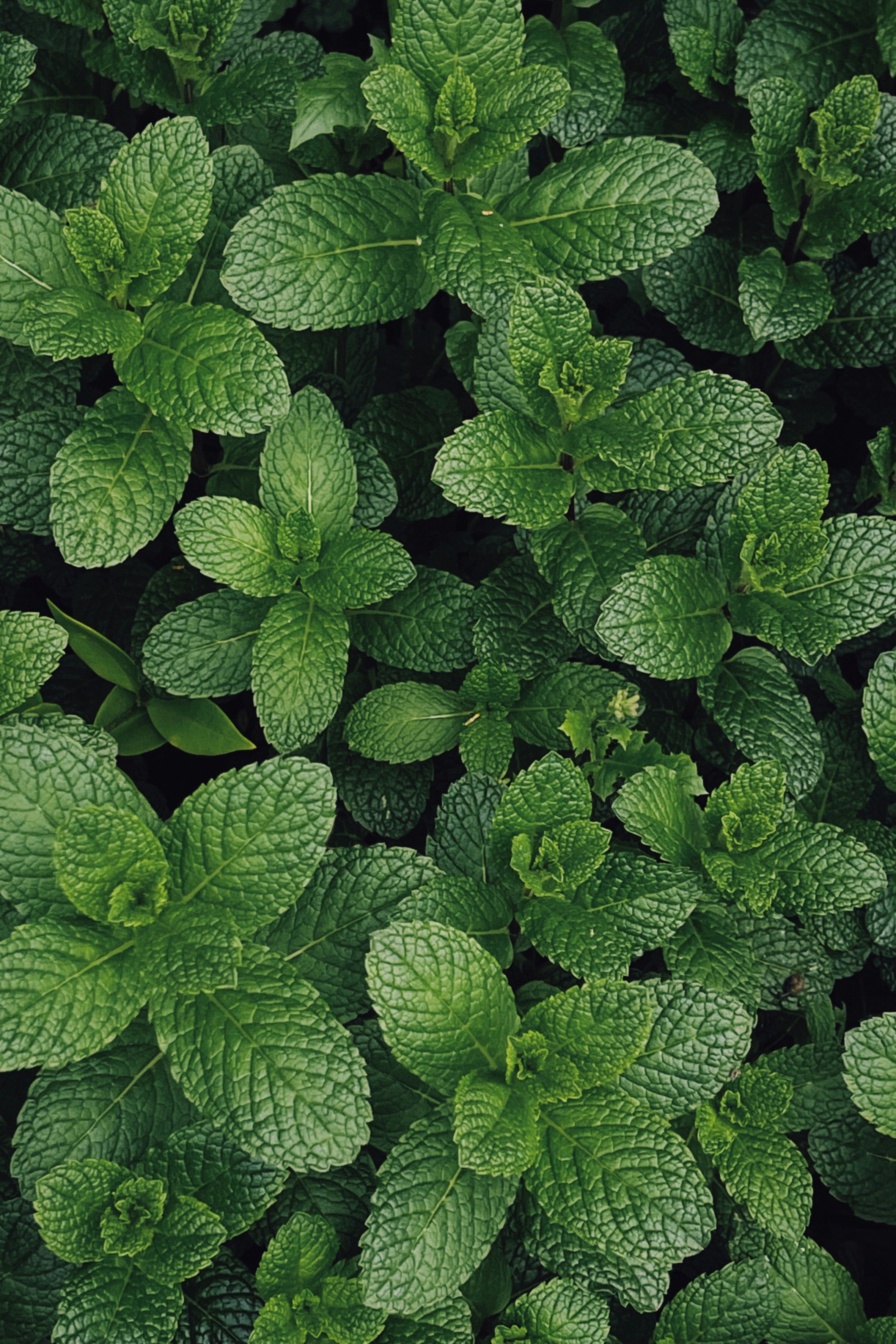 Fresh Herbs: Please Select One
